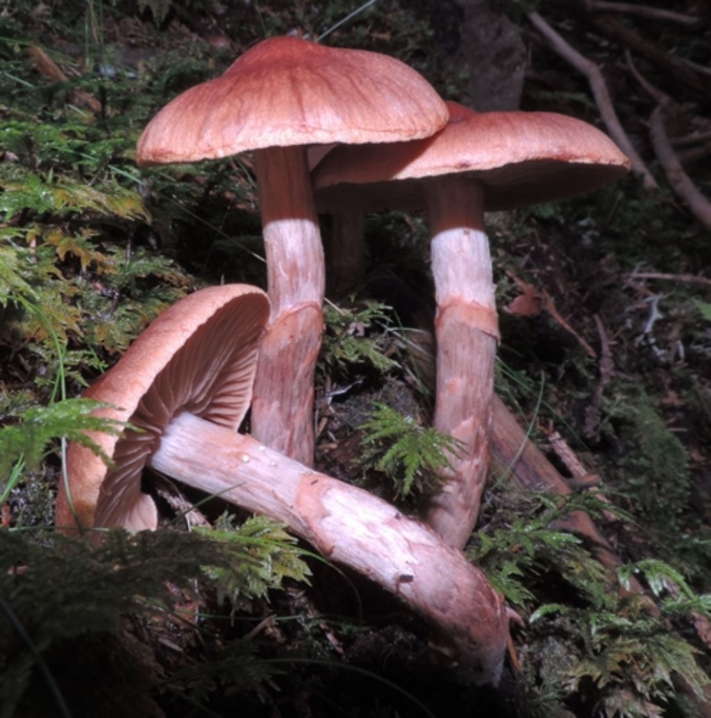 Cortinarius da determinare